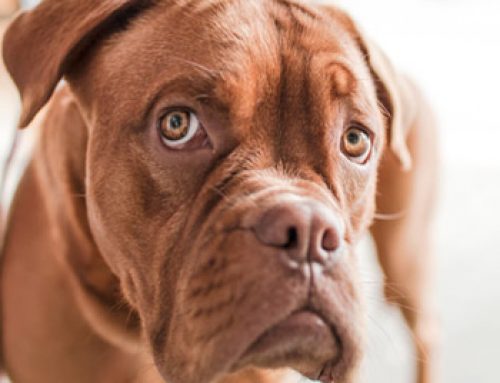 Dog Bite Claims in South Carolina